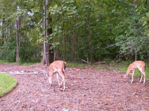 Tips For Setting Up Your Trail Cam.